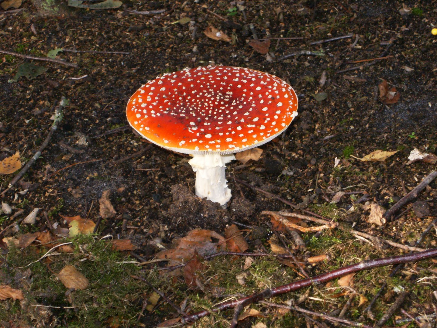 HPIM0557.JPG 12