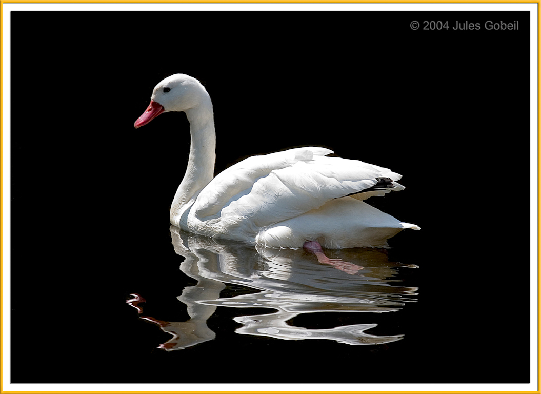 Mute Swan 2174