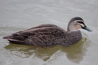 Bird-44691 (Custom) 4256