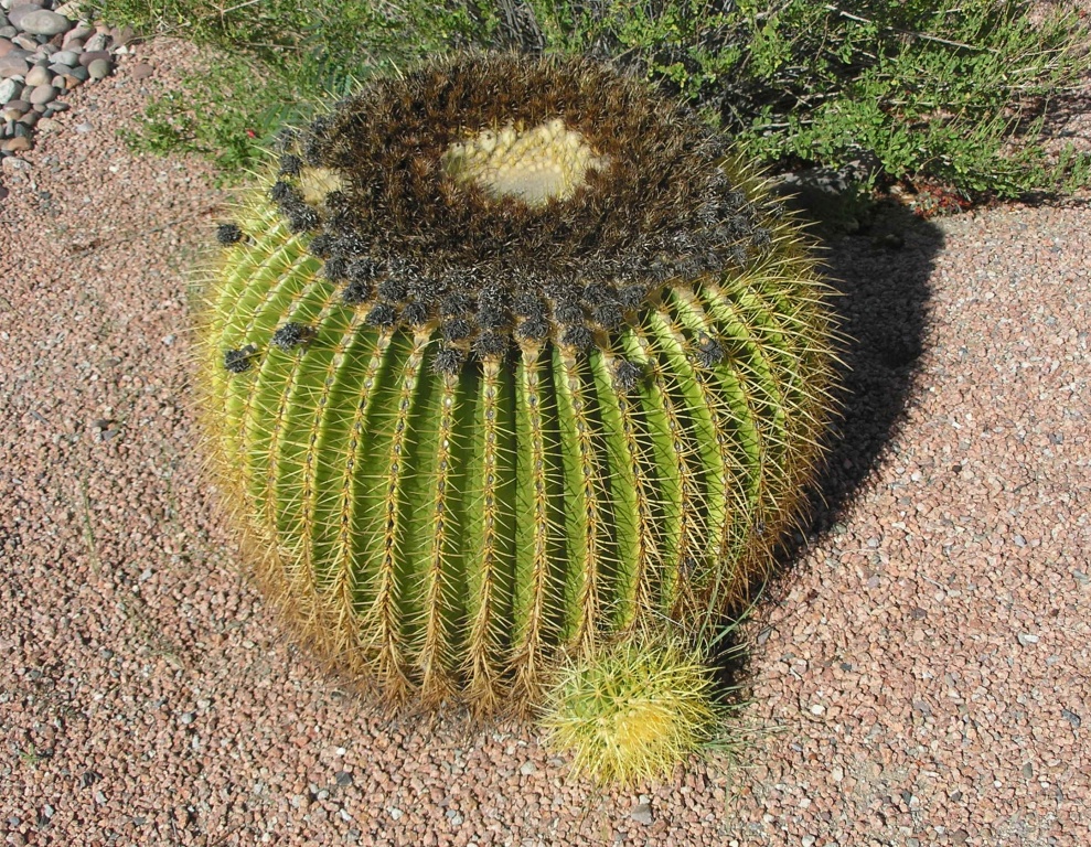 P9230009.JPG Stock Images Barrel Cactus Pup - 47 - 2782 4634