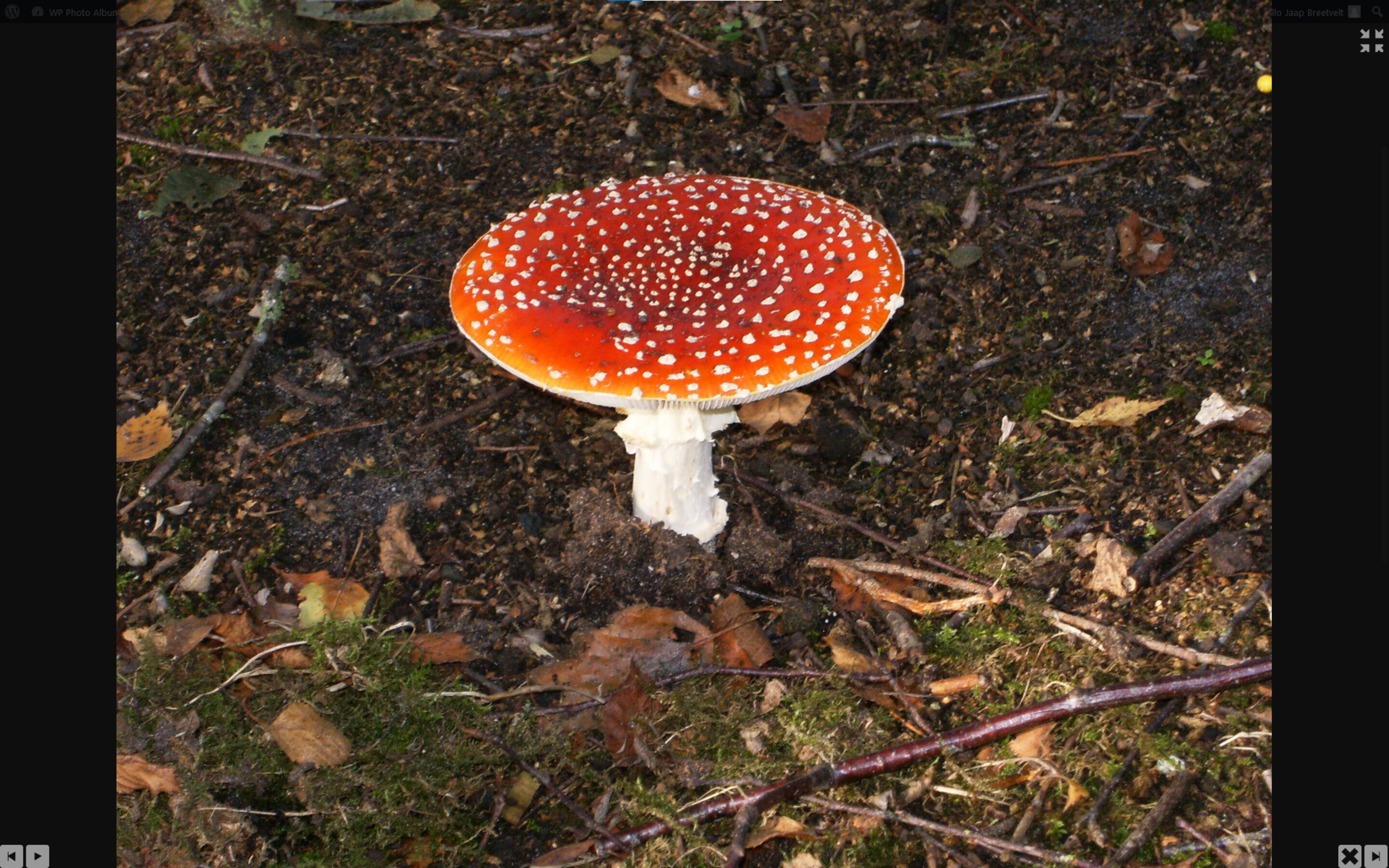 Lightbox in fullscreen mode 4963