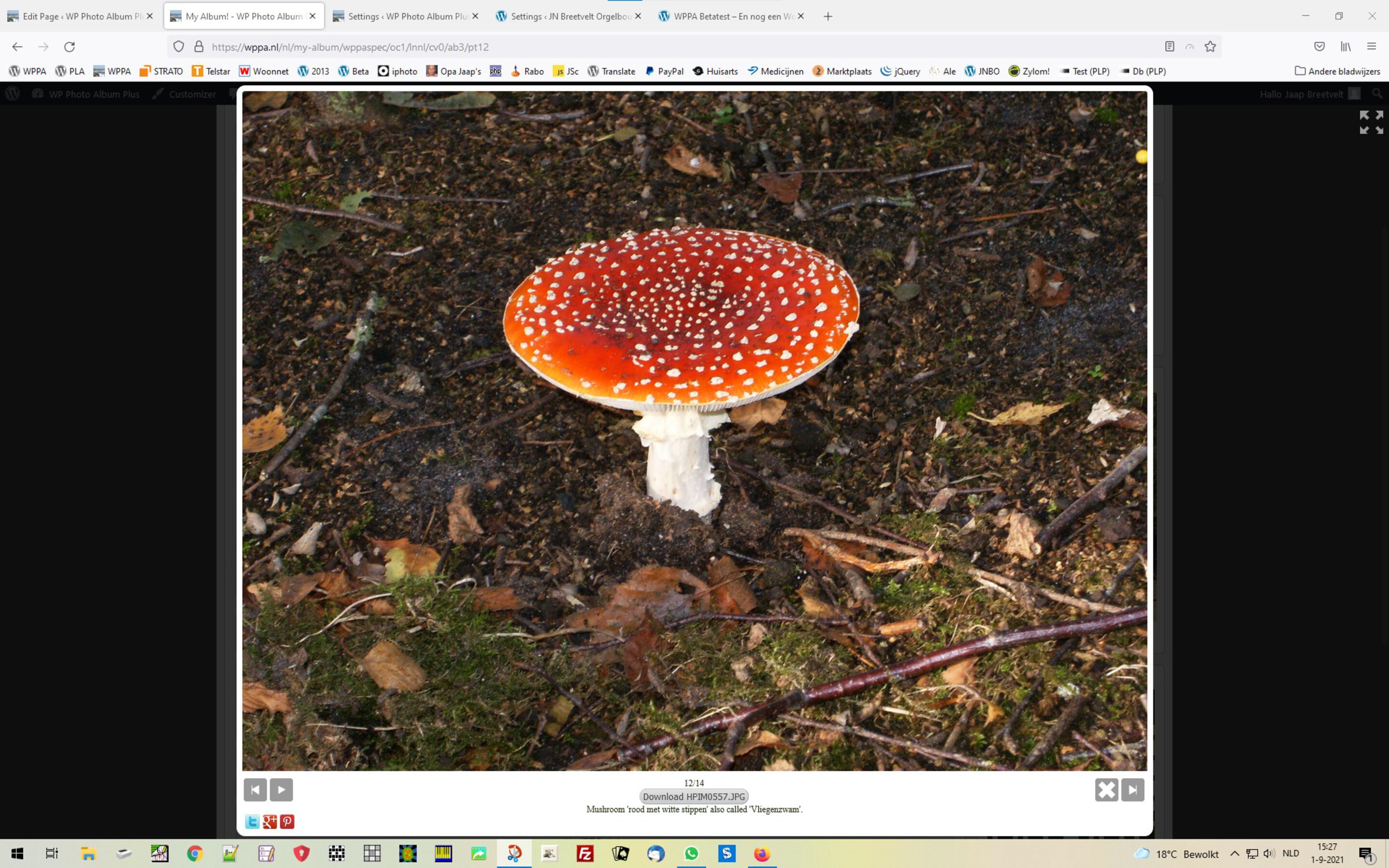 Lightbox in normal mode 4964