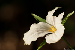 Trillium 3808