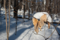 Snow Leaf 3953