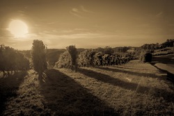 Cru Lamouroux Jurancon France 4611