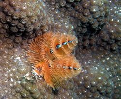 Christmas Tree Worm 4685