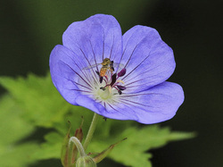 Flower-50916 4854