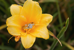 Flower-51862 4855