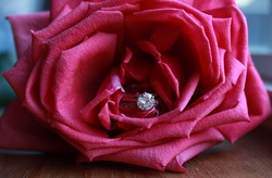 Flower-55530 4856