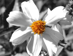 Flower-61086 4861